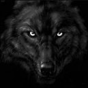 Black Wolf